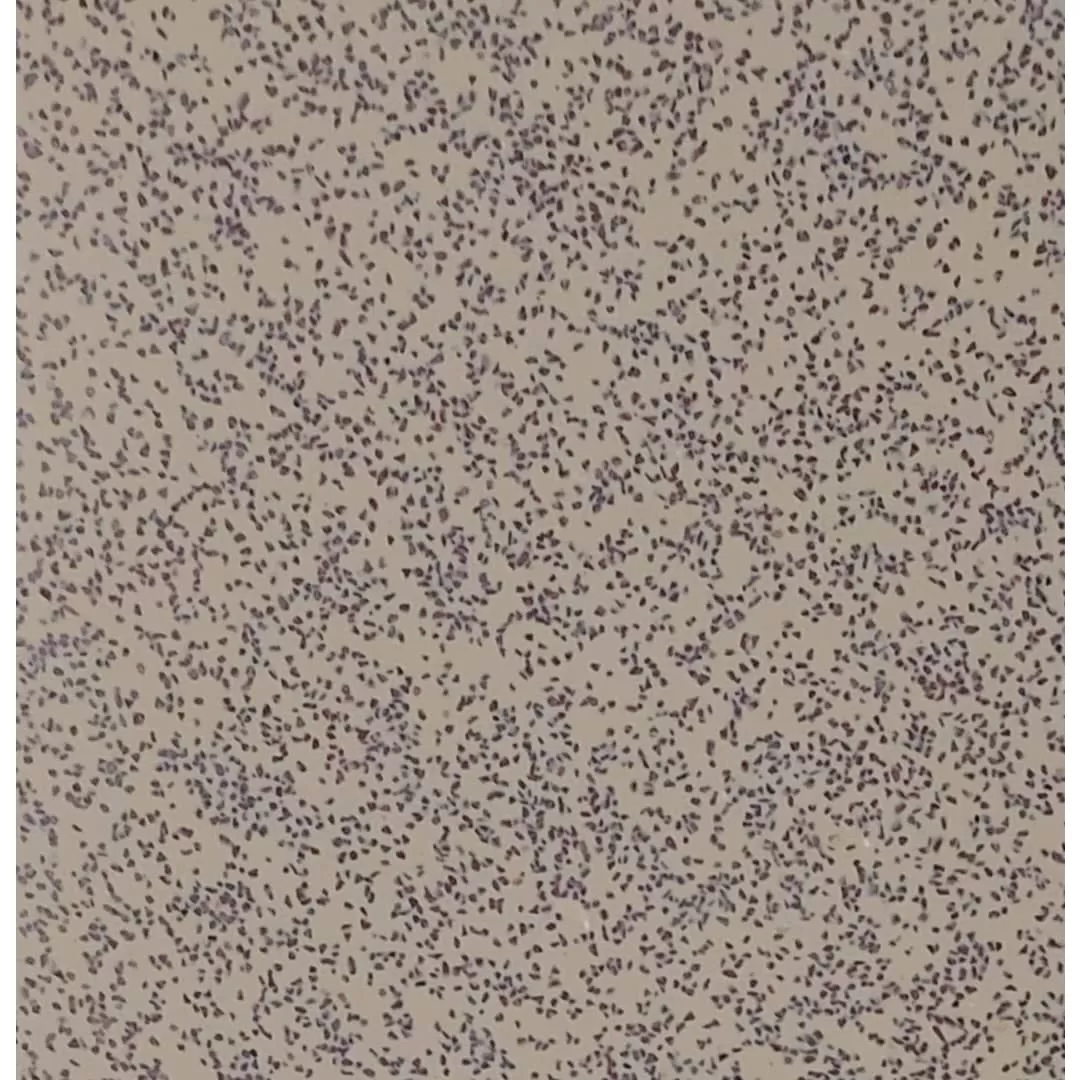 سنگ کابینت کورین سورنا (کد ۱۰۸)